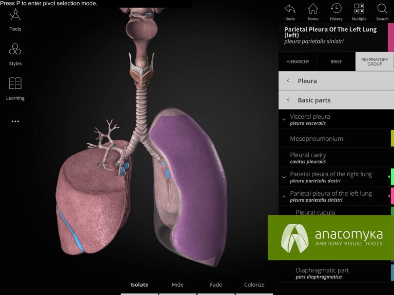 Anatomyka app - Respiratory system