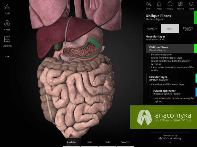 Anatomyka app - Digestive system