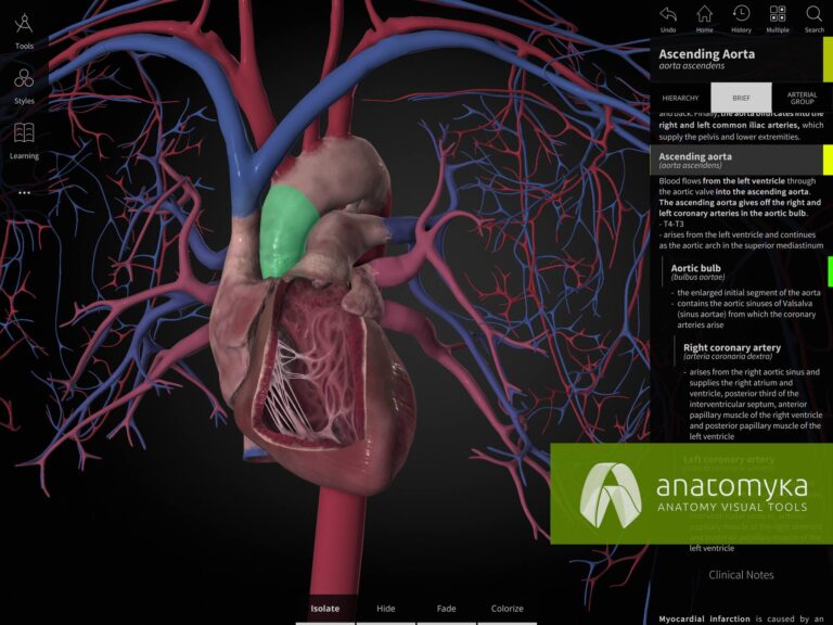 Anatomyka app - Human heart