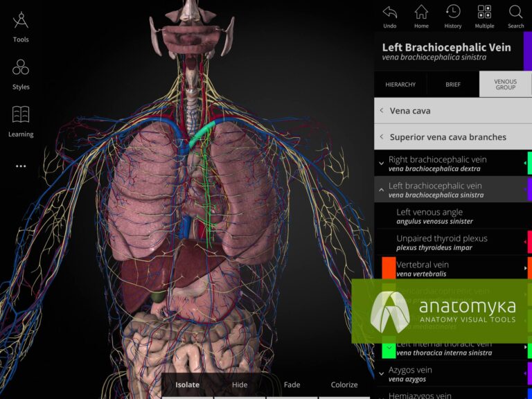 Anatomyka app - Circulatory system