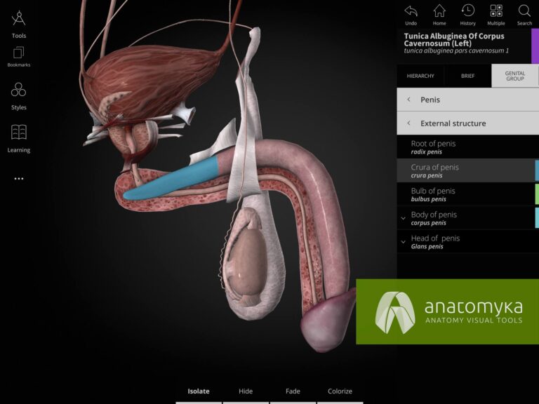 Anatomyka app - Urogenital system