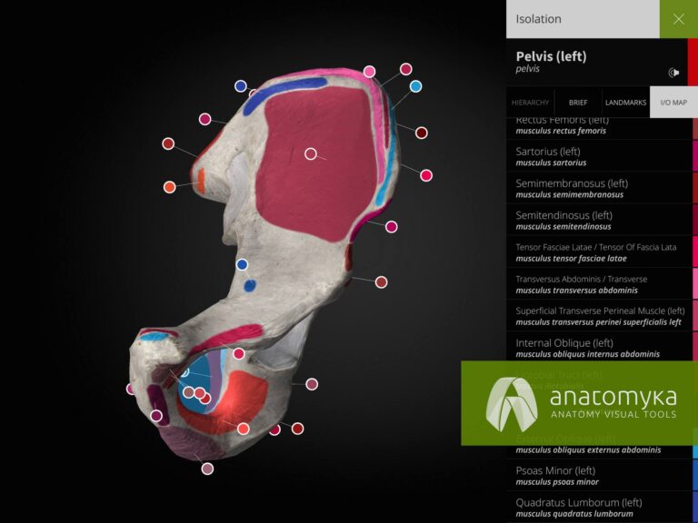 Anatomyka app - Insertion and origin