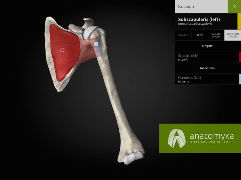 Anatomyka app - Insertion and origin