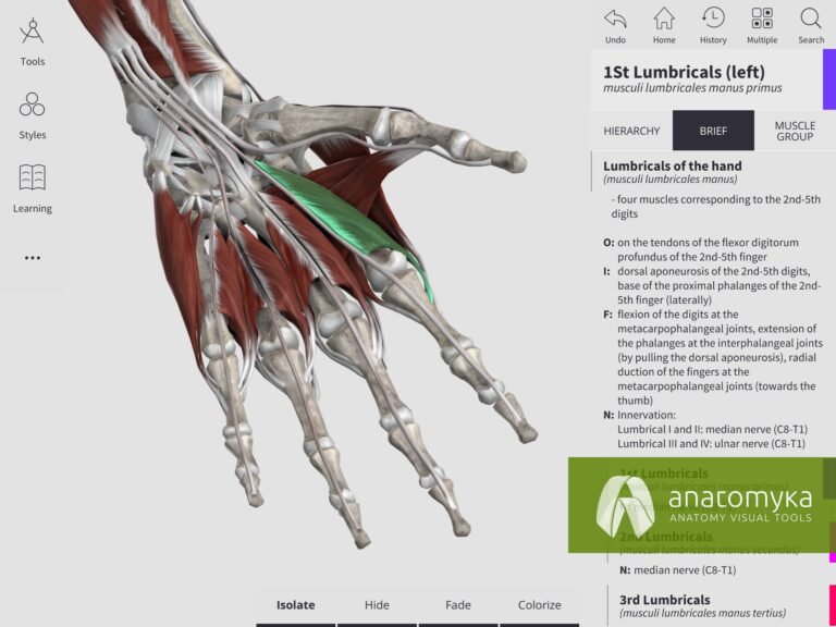 Anatomyka app - Muscular system