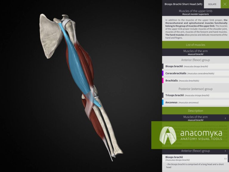 Anatomyka app - Learning mode