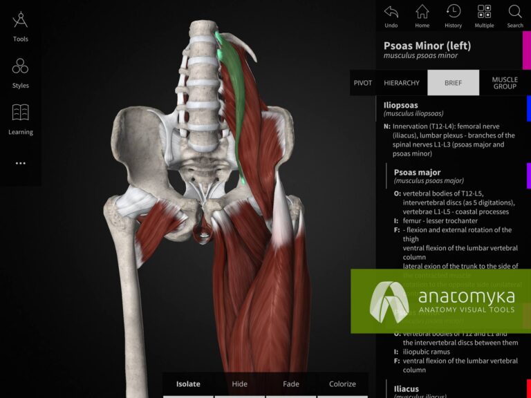 Anatomyka app - Muscular system