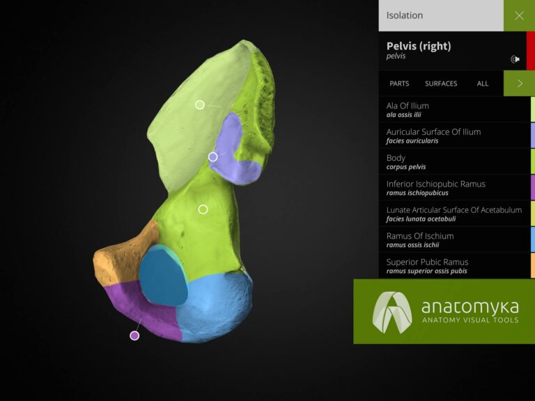 Anatomyka bone surfaces
