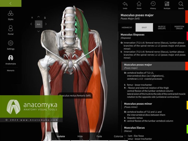 Anatomyka - 3D human anatomy app