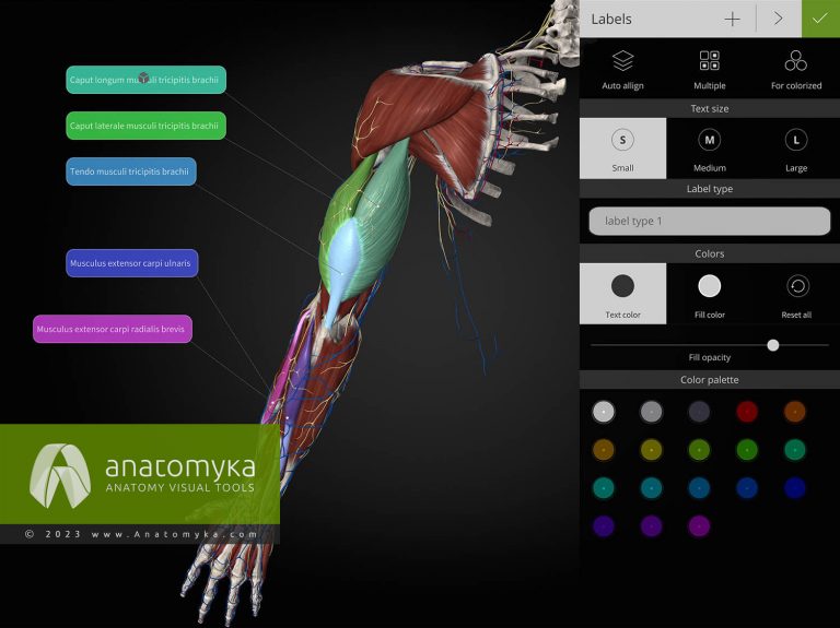Anatomyka - 3D human anatomy app