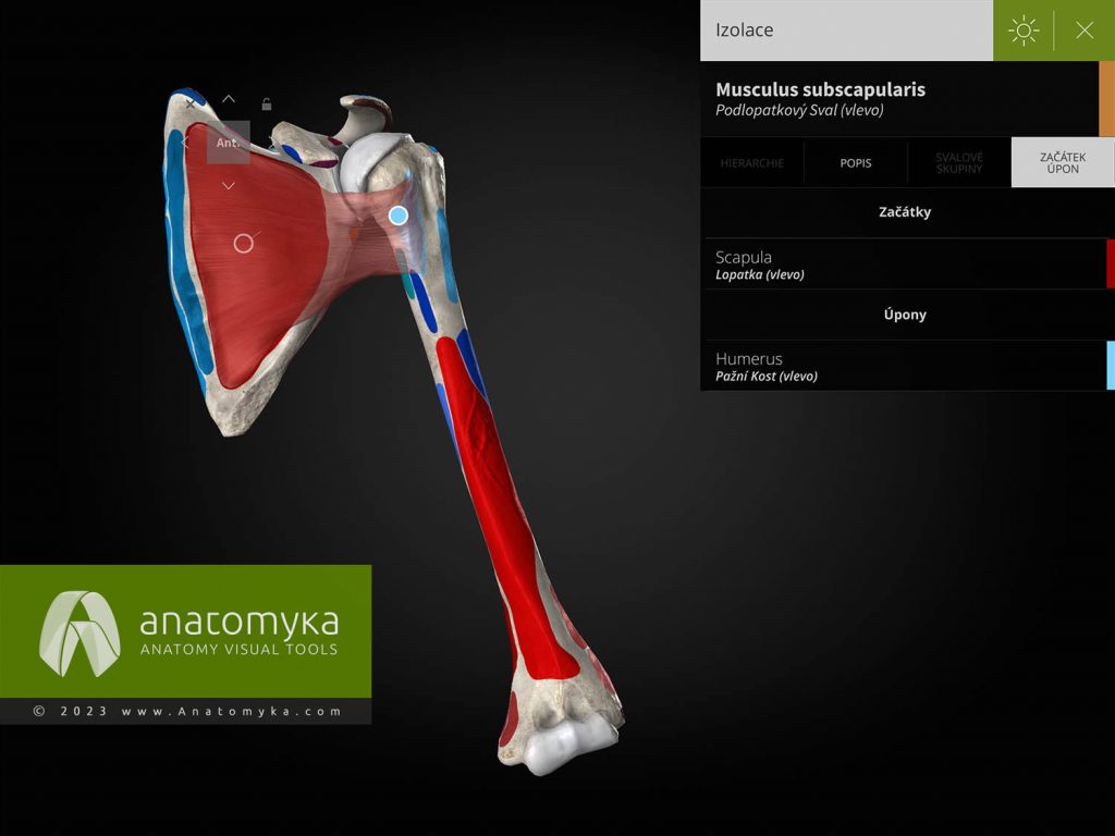 Anatomyka - aplikace pro výuku anatomie člověka