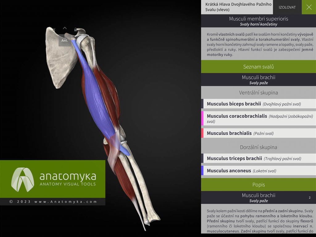 Anatomyka - aplikace pro výuku anatomie člověka