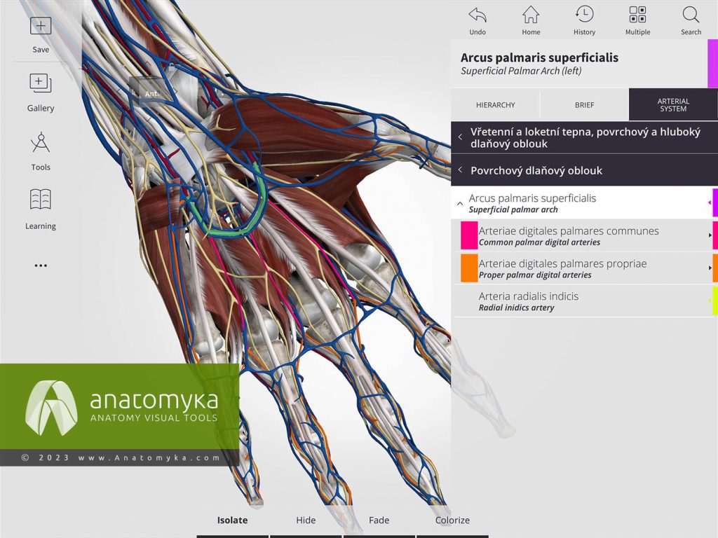 Anatomyka - aplikace pro výuku anatomie člověka