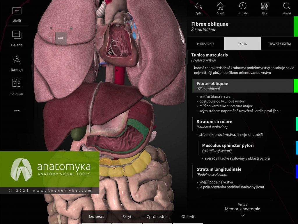 Anatomyka - aplikace pro výuku anatomie člověka