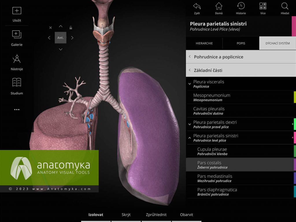 Anatomyka - aplikace pro výuku anatomie člověka