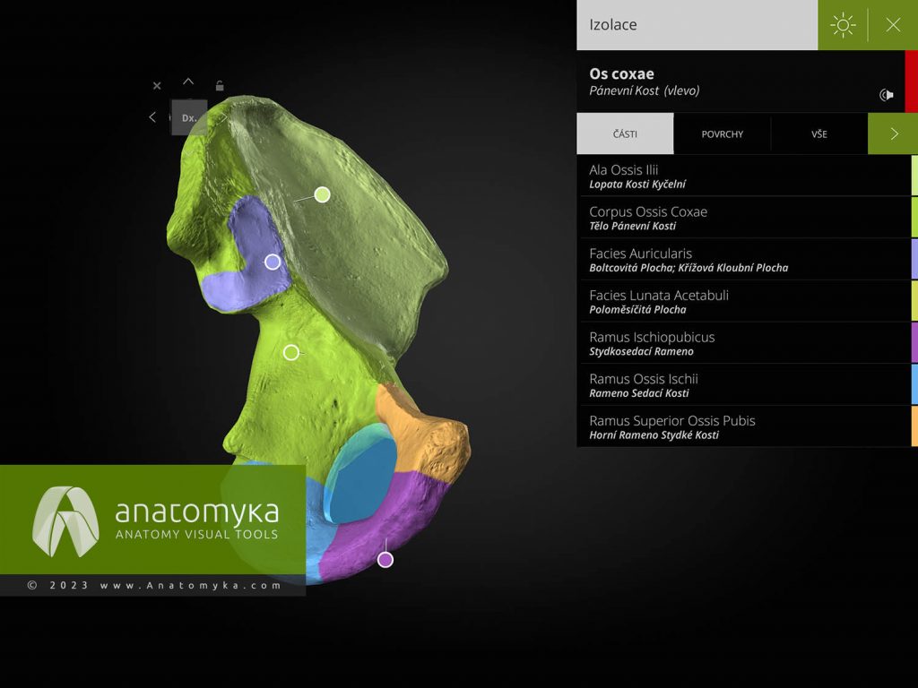 Anatomyka - aplikace pro výuku anatomie člověka
