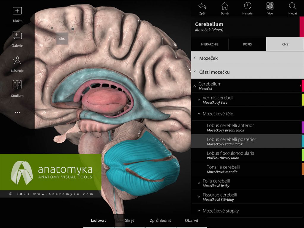Anatomyka - aplikace pro výuku anatomie člověka