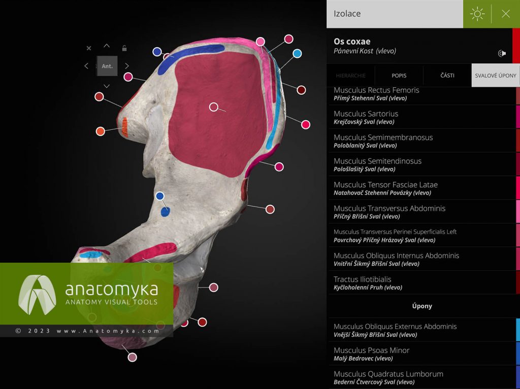 Anatomyka - aplikace pro výuku anatomie člověka