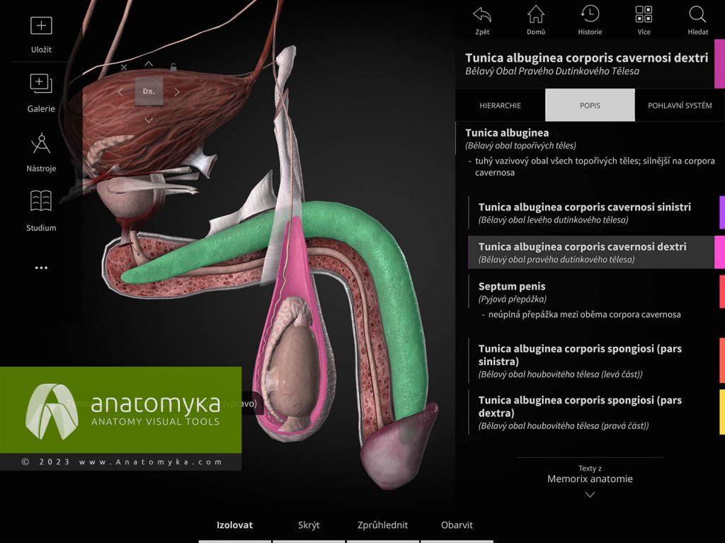 Anatomyka - aplikace pro výuku anatomie člověka