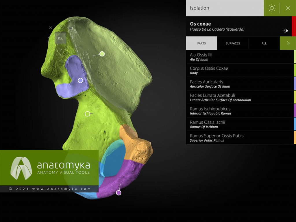 Anatomyka - aplicación para la enseñanza de la anatomía humana