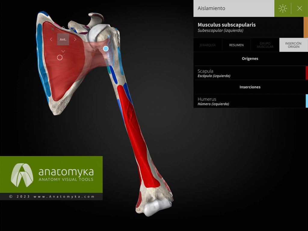 Anatomyka - aplicación para la enseñanza de la anatomía humana