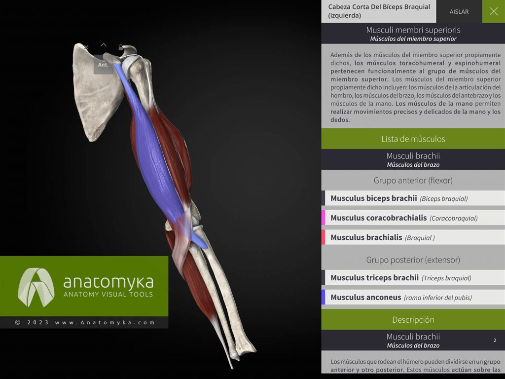 Anatomyka - aplicación para la enseñanza de la anatomía humana