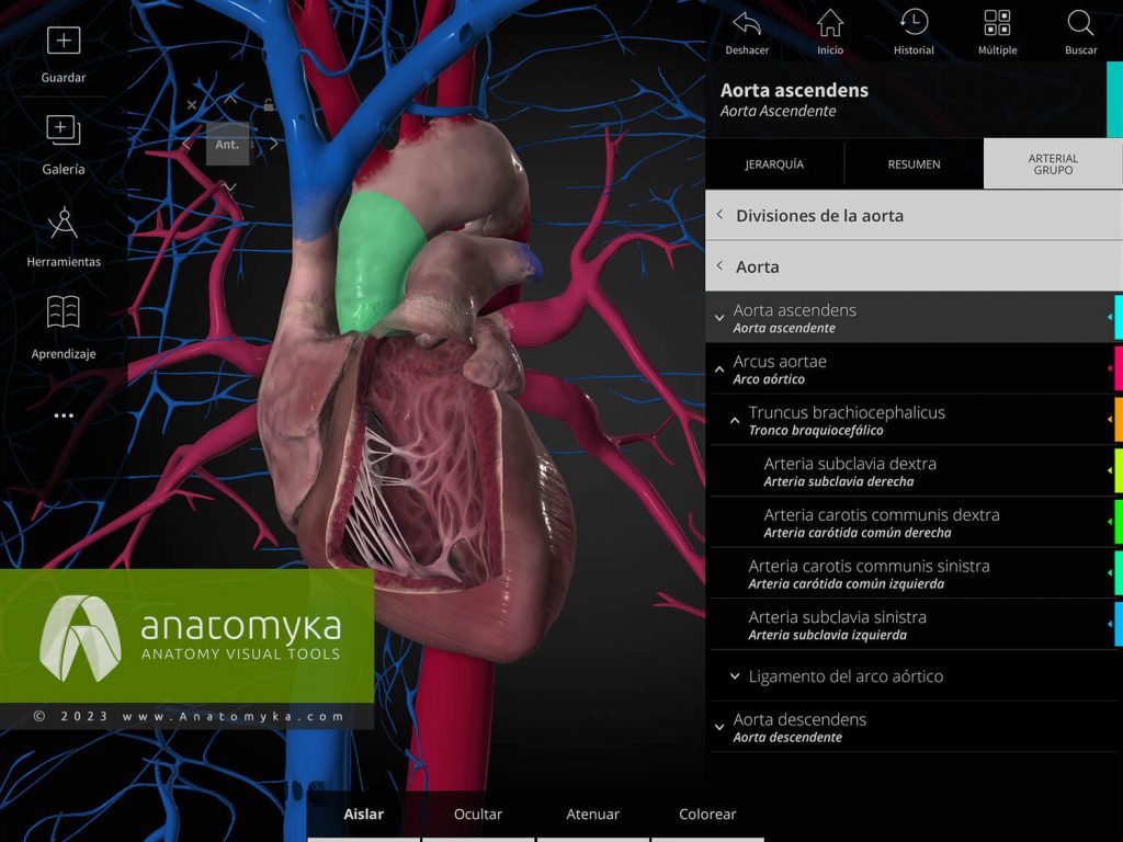 Anatomyka - aplicación para la enseñanza de la anatomía humana