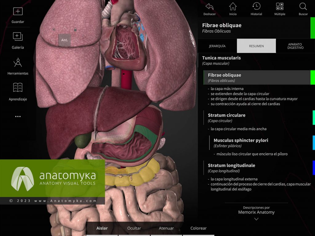 Anatomyka - aplicación para la enseñanza de la anatomía humana
