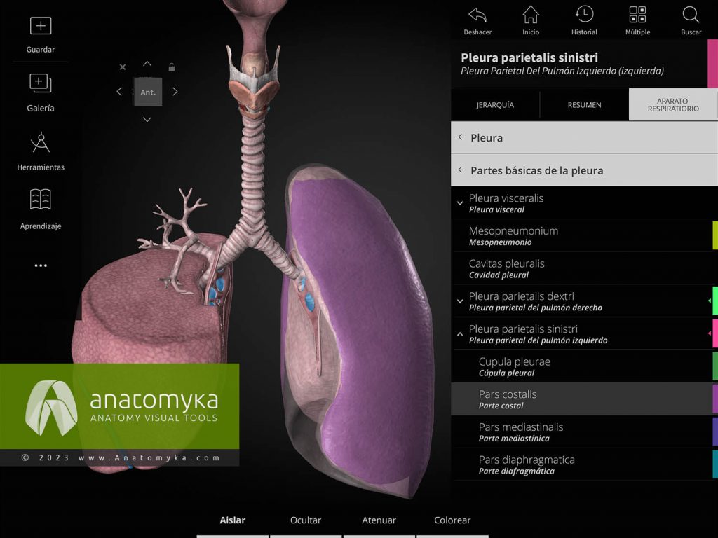 Anatomyka - aplicación para la enseñanza de la anatomía humana