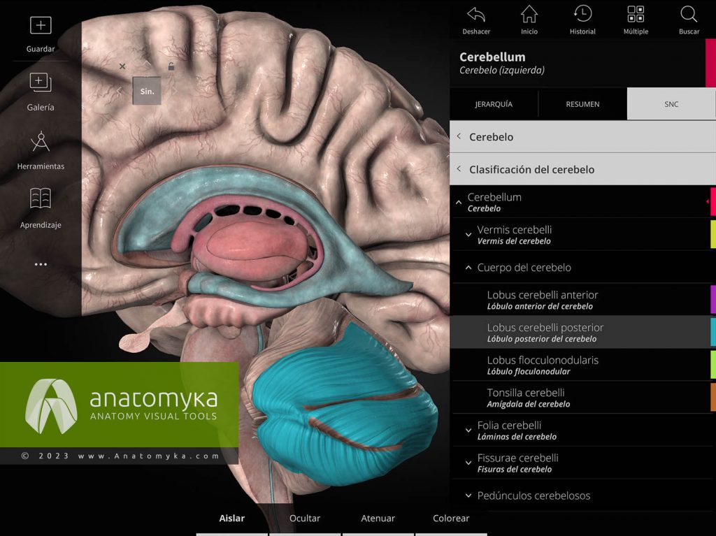 Anatomyka - aplicación para la enseñanza de la anatomía humana