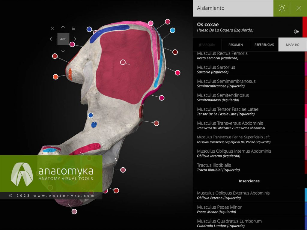 Anatomyka - aplicación para la enseñanza de la anatomía humana