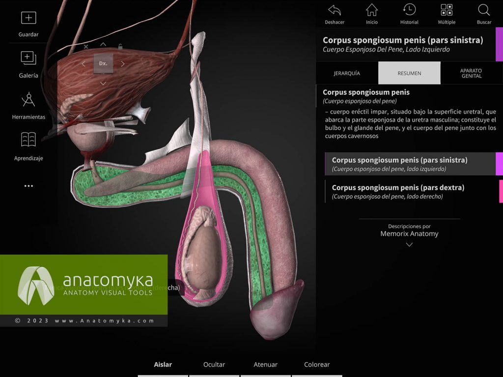 Anatomyka - aplicación para la enseñanza de la anatomía humana