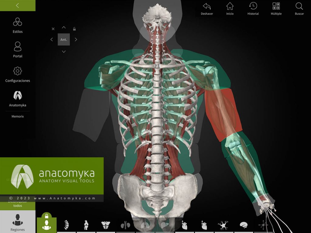 Anatomyka - aplicación para la enseñanza de la anatomía humana