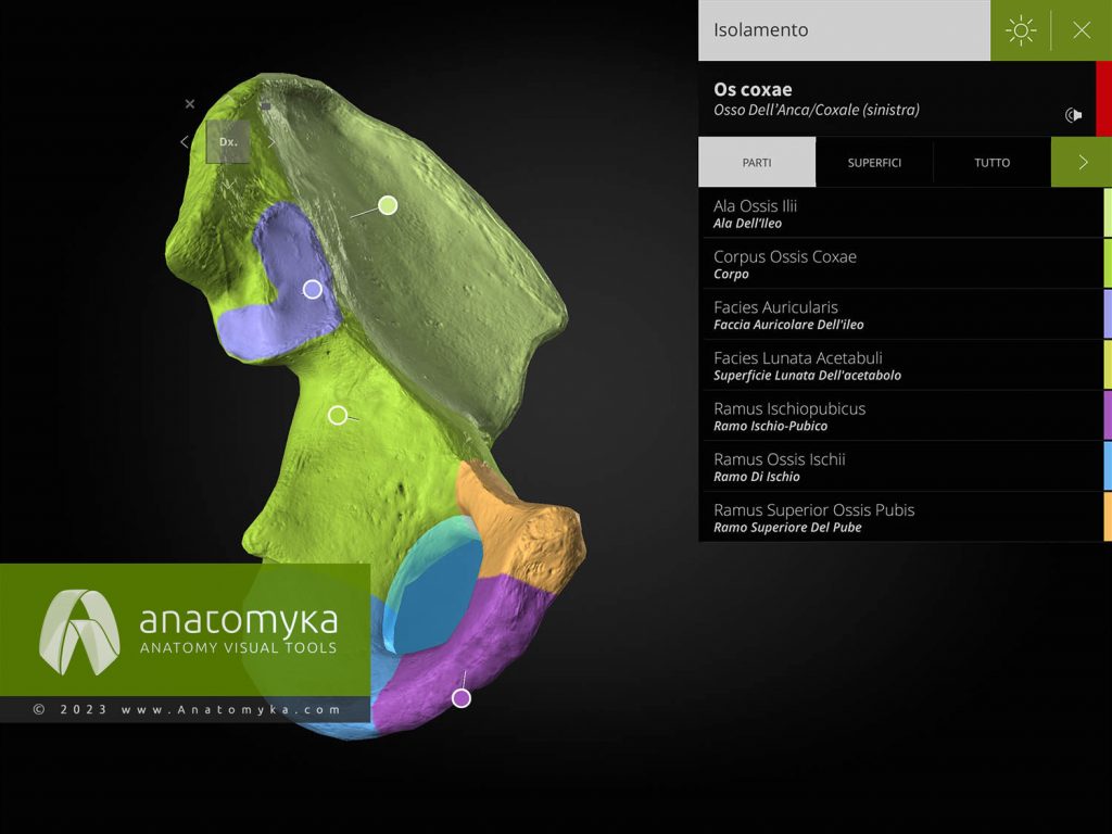 Anatomyka - applicazione per l'insegnamento dell'anatomia umana