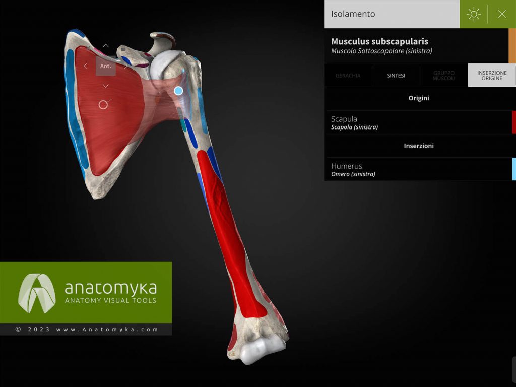 Anatomyka - applicazione per l'insegnamento dell'anatomia umana