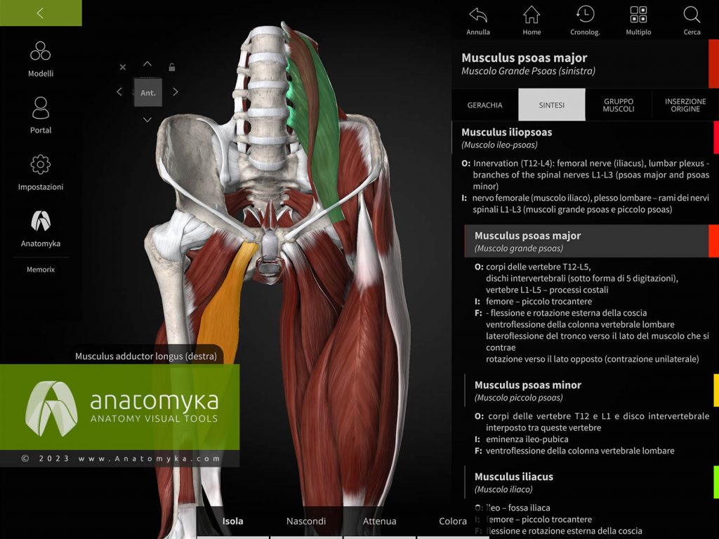 Anatomyka - applicazione per l'insegnamento dell'anatomia umana