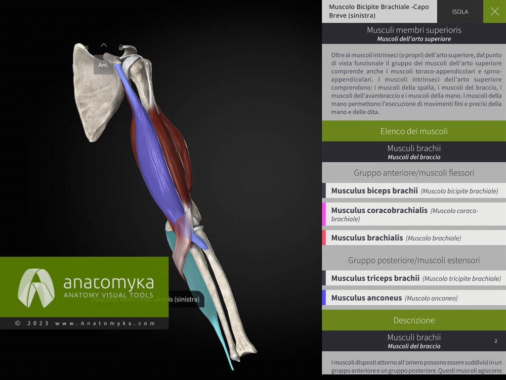 Anatomyka - applicazione per l'insegnamento dell'anatomia umana
