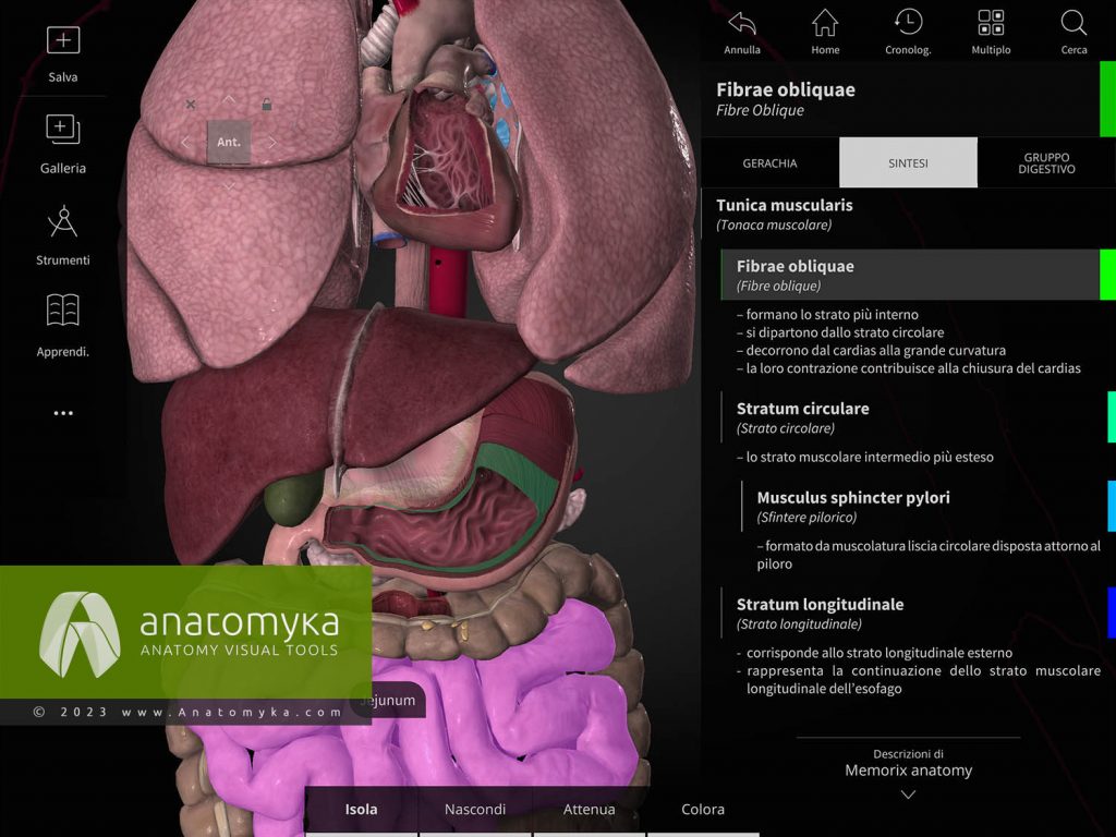 Anatomyka - applicazione per l'insegnamento dell'anatomia umana