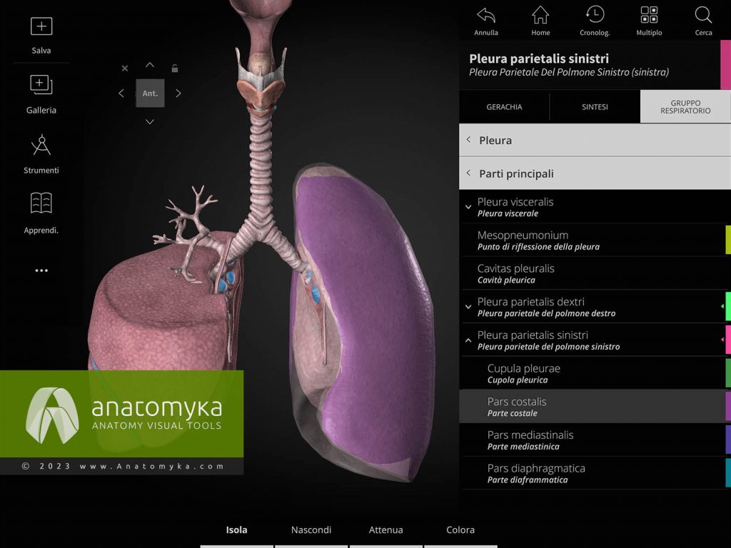 Anatomyka - applicazione per l'insegnamento dell'anatomia umana