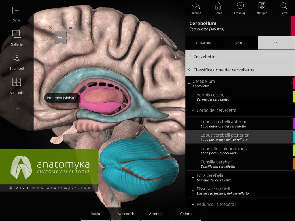 Anatomyka - applicazione per l'insegnamento dell'anatomia umana