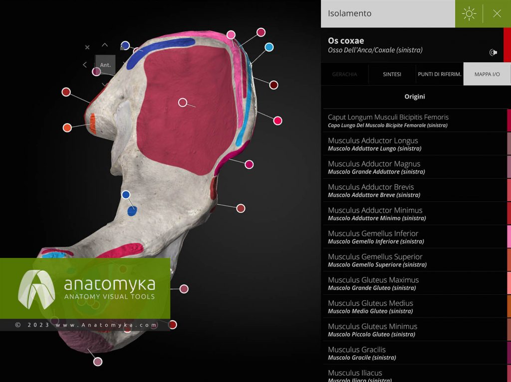 Anatomyka - applicazione per l'insegnamento dell'anatomia umana