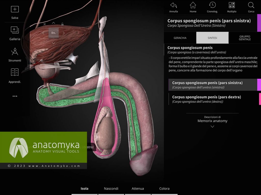 Anatomyka - applicazione per l'insegnamento dell'anatomia umana