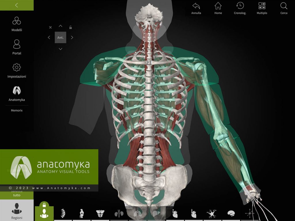 Anatomyka - applicazione per l'insegnamento dell'anatomia umana