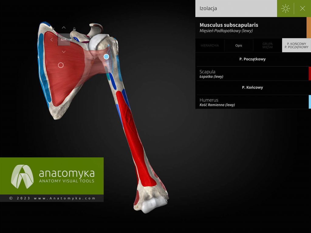Anatomyka - aplikacja do nauczania anatomii człowieka