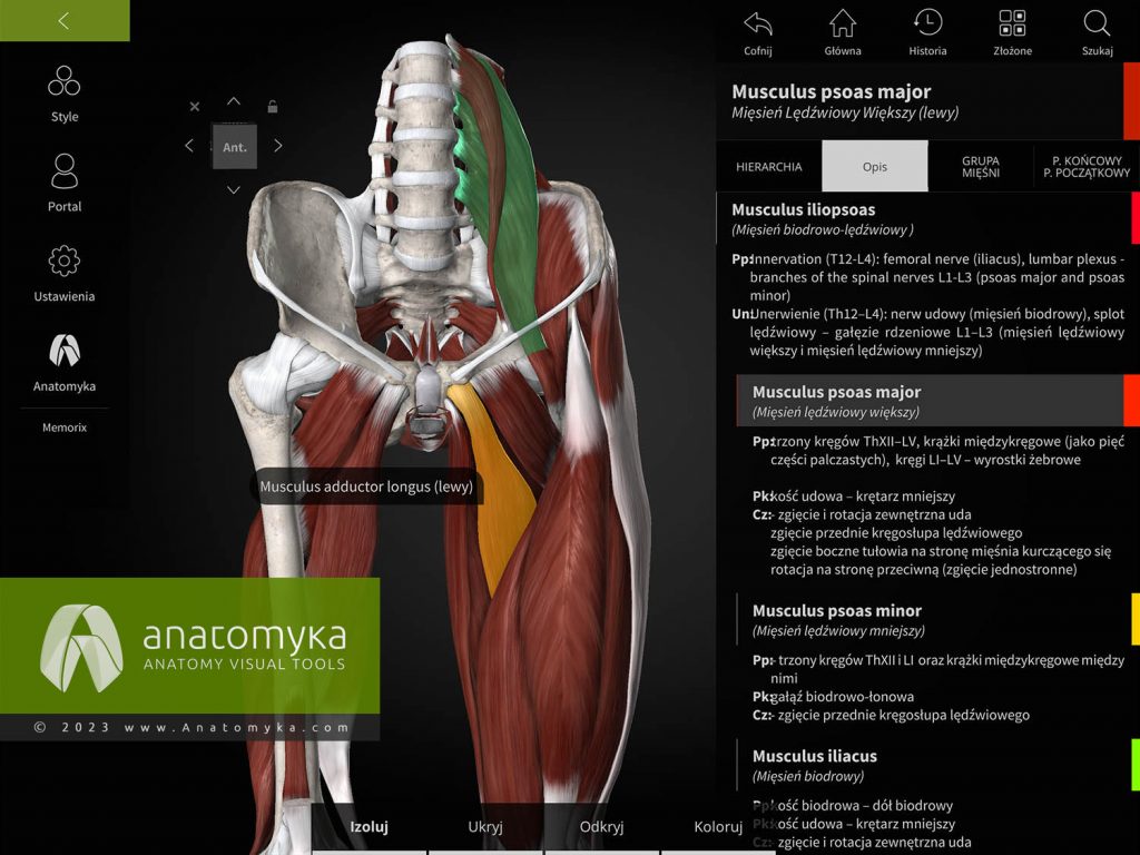 Anatomyka - aplikacja do nauczania anatomii człowieka