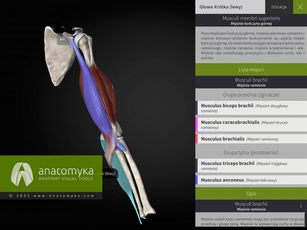 Anatomyka - aplikacja do nauczania anatomii człowieka
