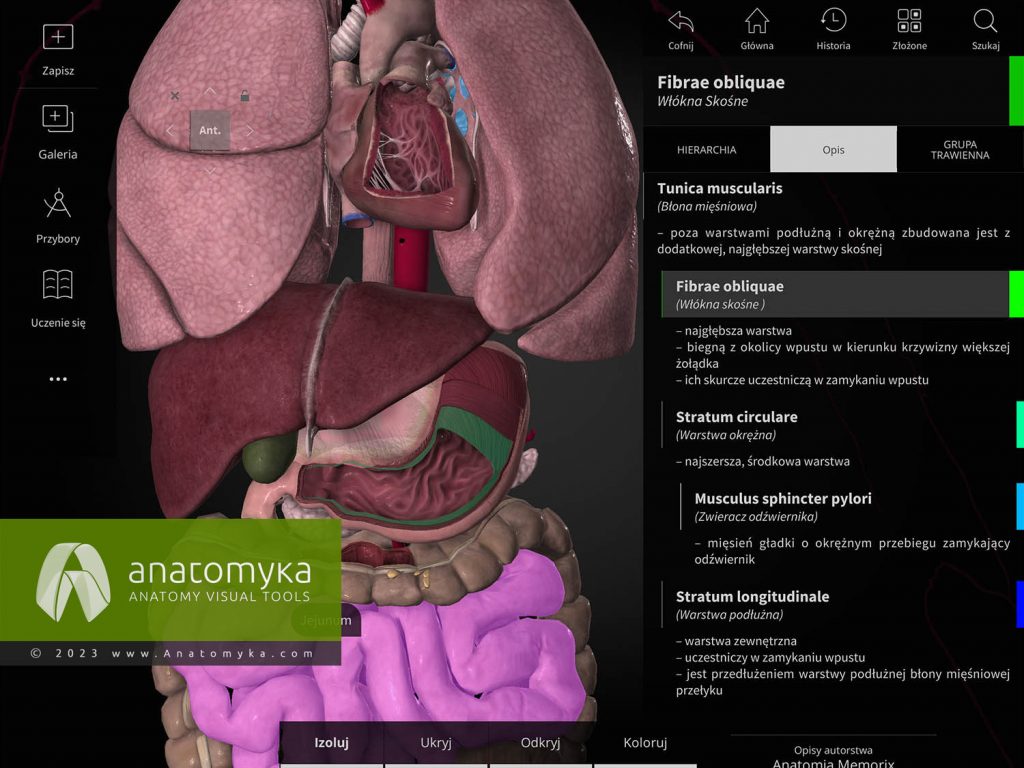 Anatomyka - aplikacja do nauczania anatomii człowieka
