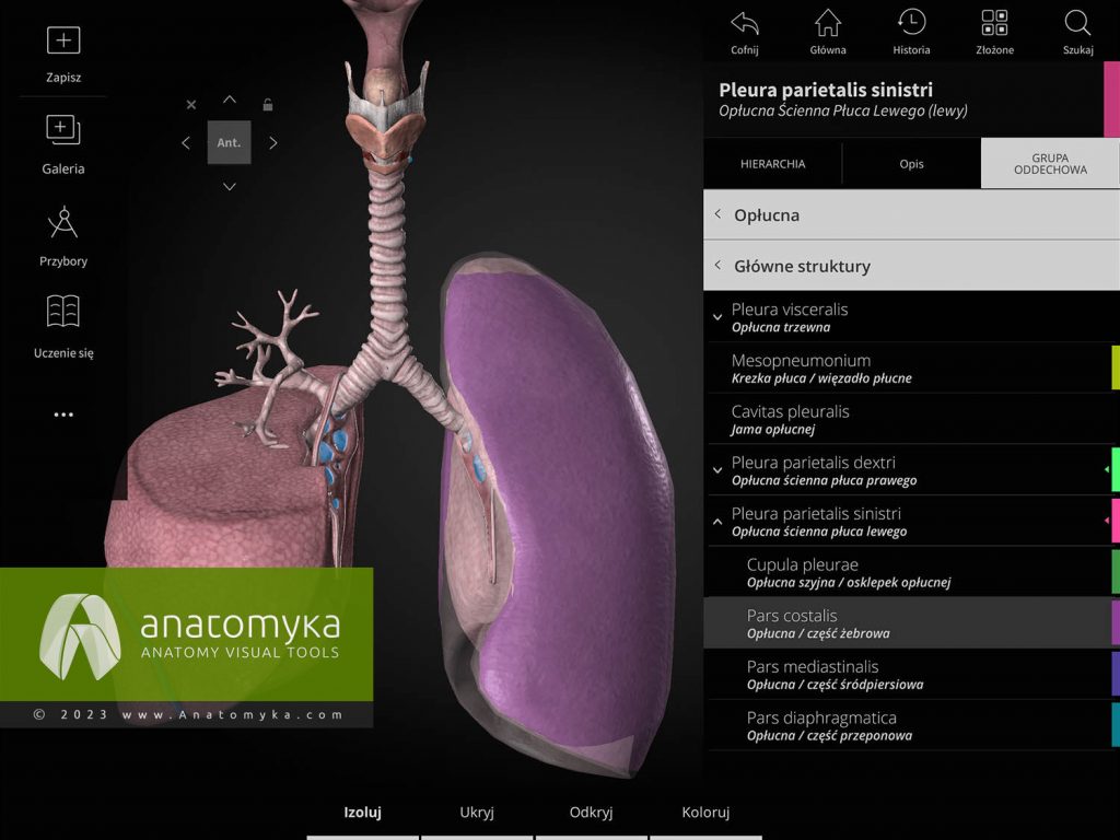 Anatomyka - aplikacja do nauczania anatomii człowieka