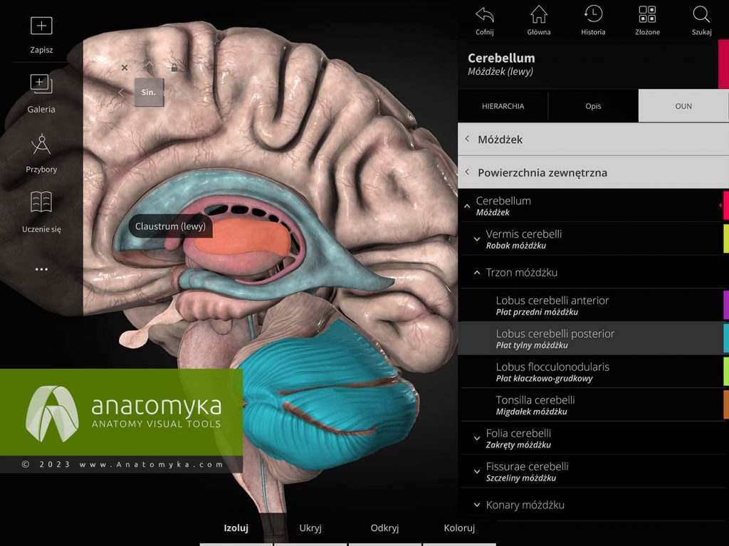 Anatomyka - aplikacja do nauczania anatomii człowieka