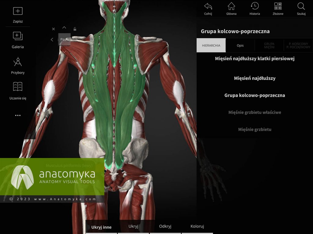 Model Do Nauki Anatomii Krzyżówka Aplikacja edukacyjna 3D do anatomii człowieka l Anatomyka