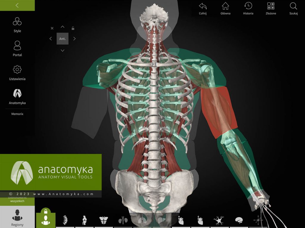 Anatomyka - aplikacja do nauczania anatomii człowieka